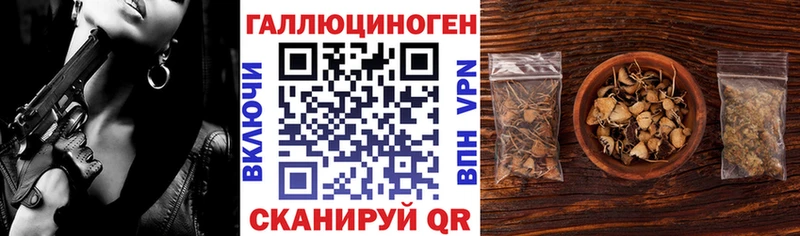как найти   Алейск  Галлюциногенные грибы Psilocybine cubensis 